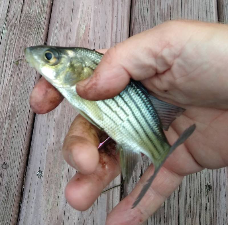 Yellow bass in Chicago