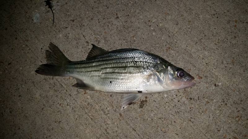 White bass in Tennessee