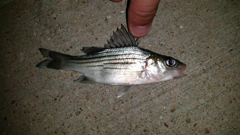 White bass in Tennessee