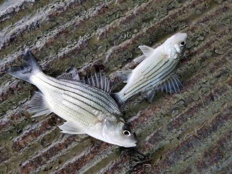 White bass in Tennessee