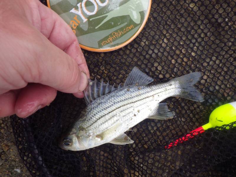 White bass in Illinois