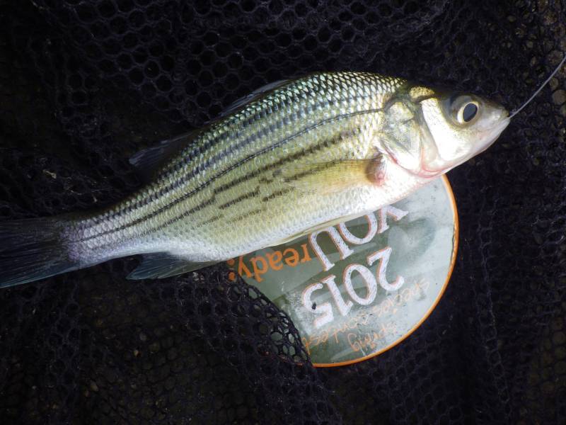 Yellow bass in Illinois