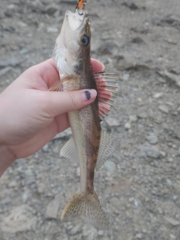 Sauger in Mount Orab
