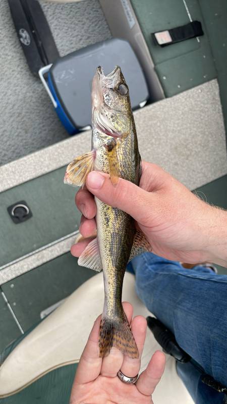 Sauger in Prior Lake