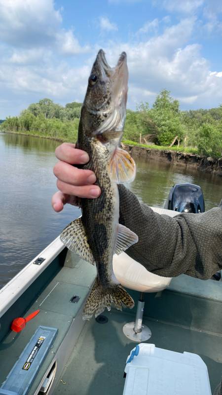 Sauger in Apple Valley