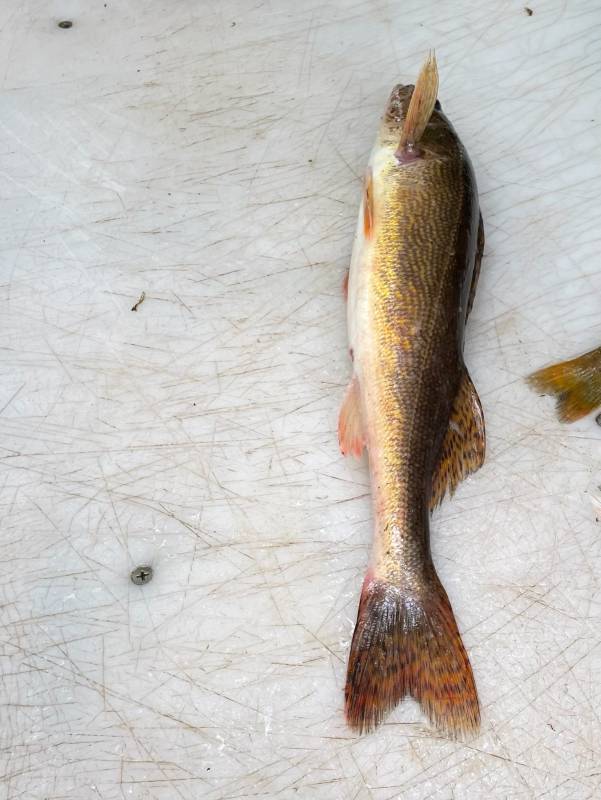 Sauger in Minnesota