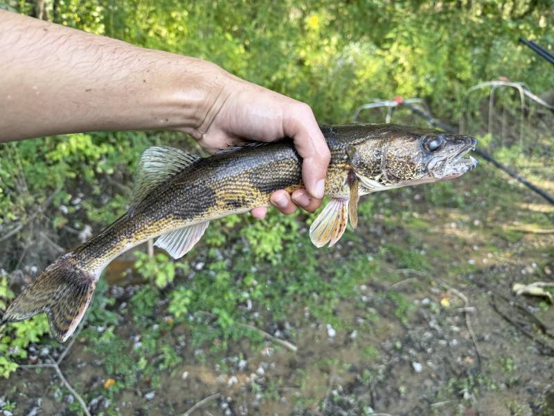 Sauger in Mount Orab