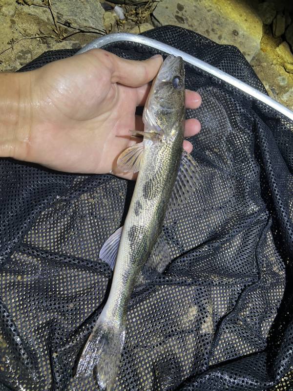 Sauger in Mount Orab