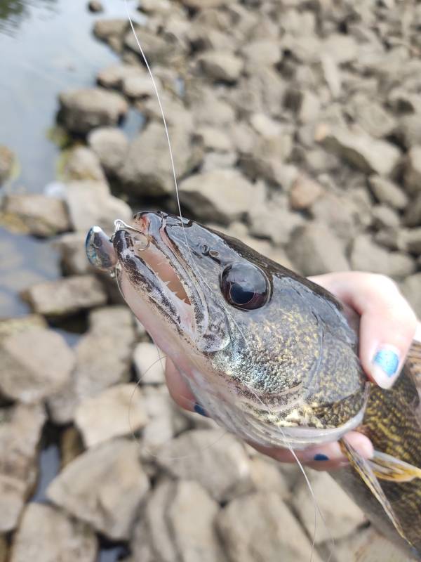 Sauger in Mount Orab