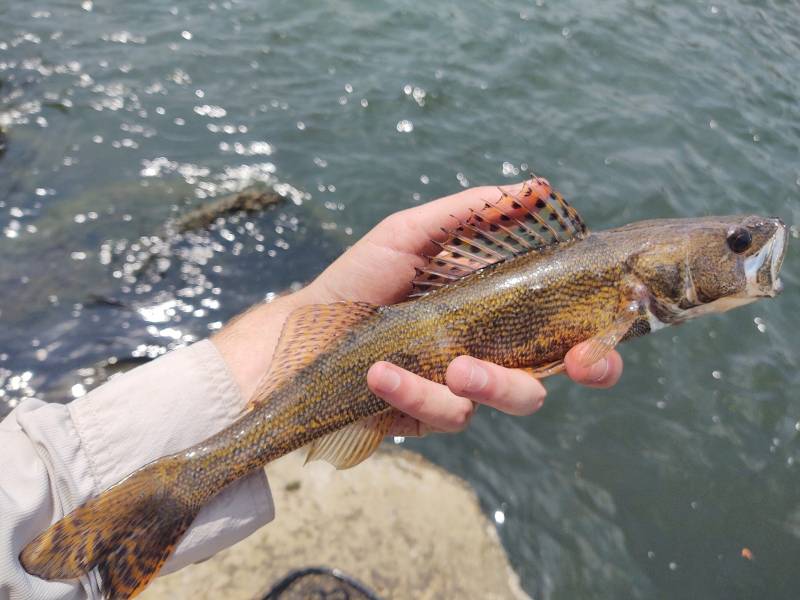 Sauger in Fox Chapel