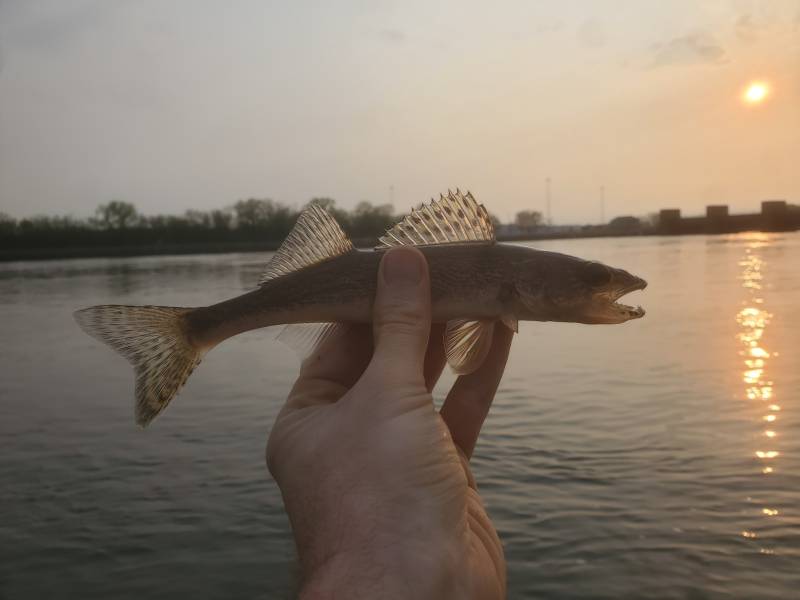 Sauger in Mississippi River