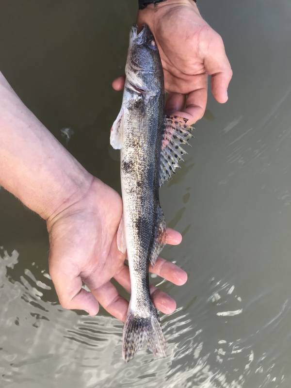 Sauger in Missouri River