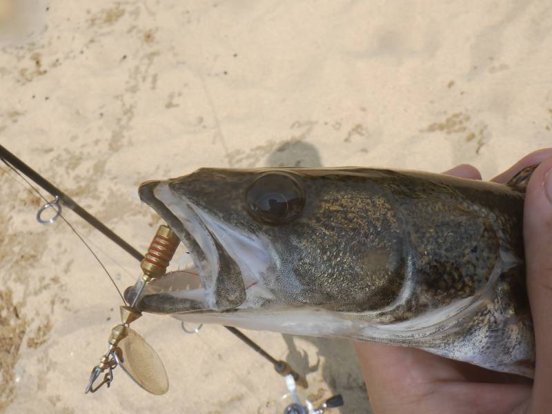 Sauger in Wisconsin River