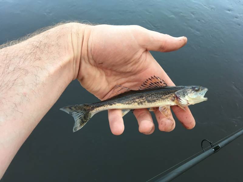 Sauger in Winona County