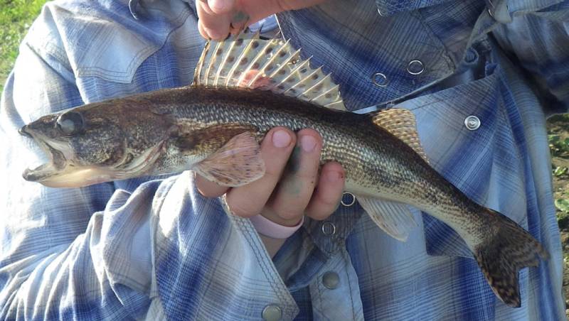 Sauger in Wisconsin River