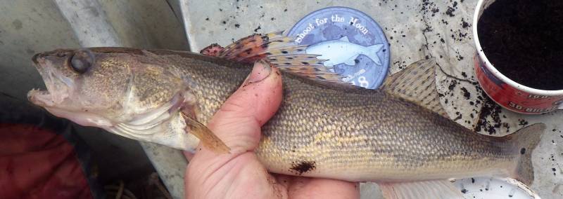 Sauger in Wisconsin River