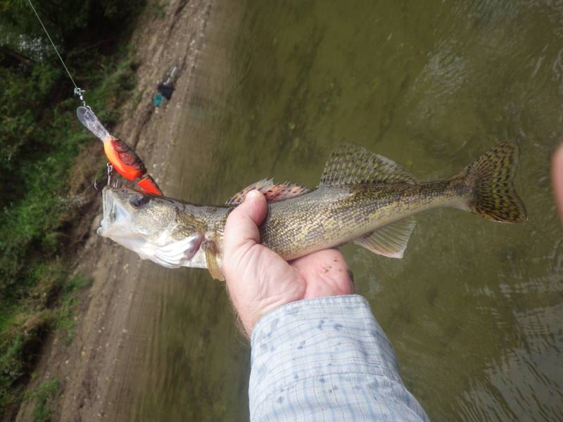 Sauger in Illinois
