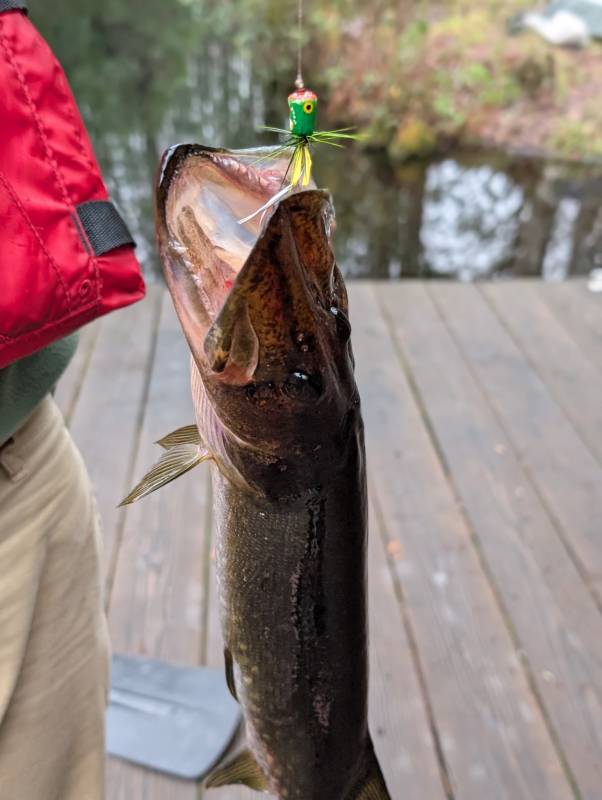 Northern pike in Georgia