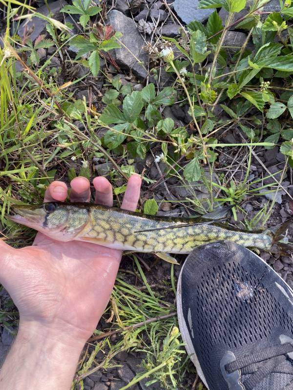 Chain pickerel in West Pittston