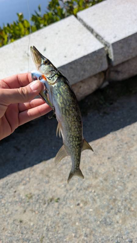Chain pickerel in Cambridge