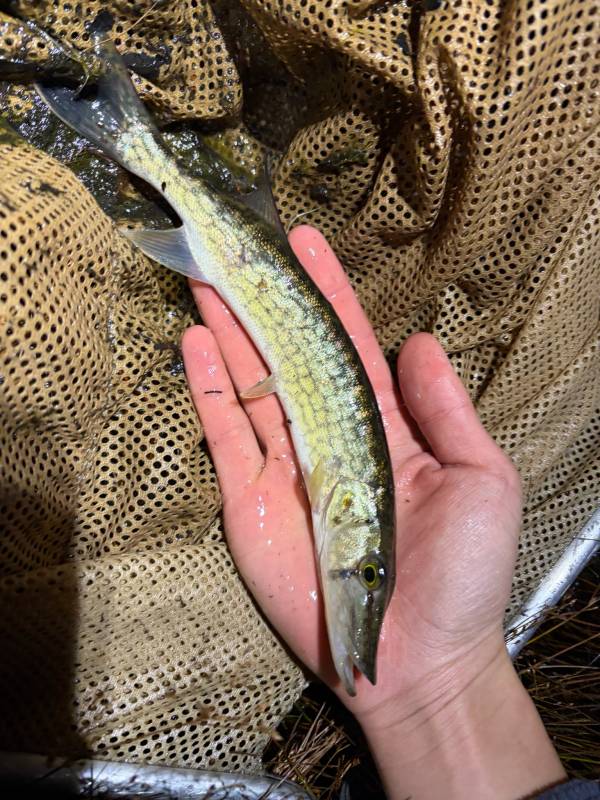 Chain pickerel in Fieldsboro