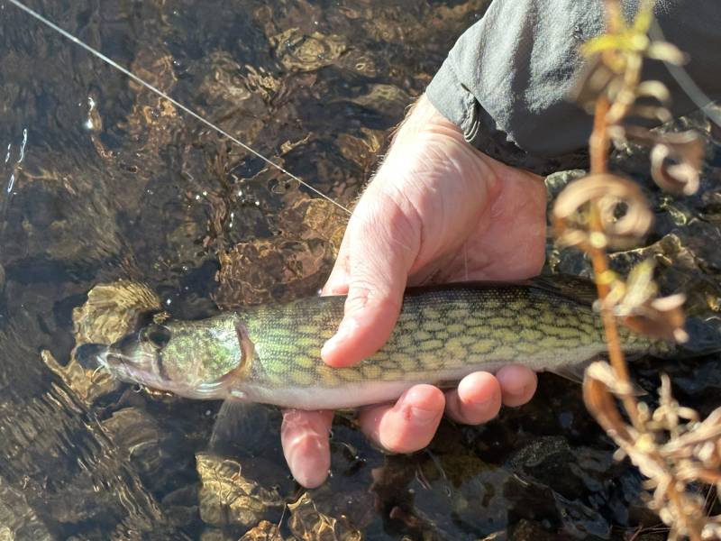 Chain pickerel in Cambridge
