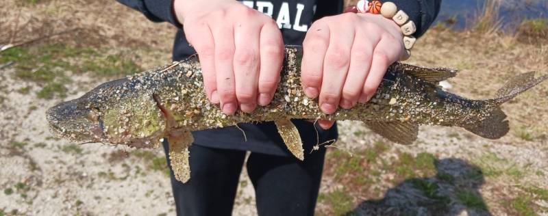 Chain pickerel in New Bedford