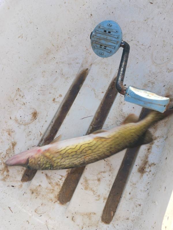 Chain pickerel in Tiverton