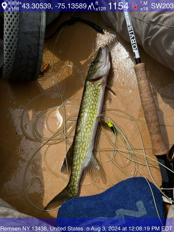 Chain pickerel in Village of Sylvan Beach