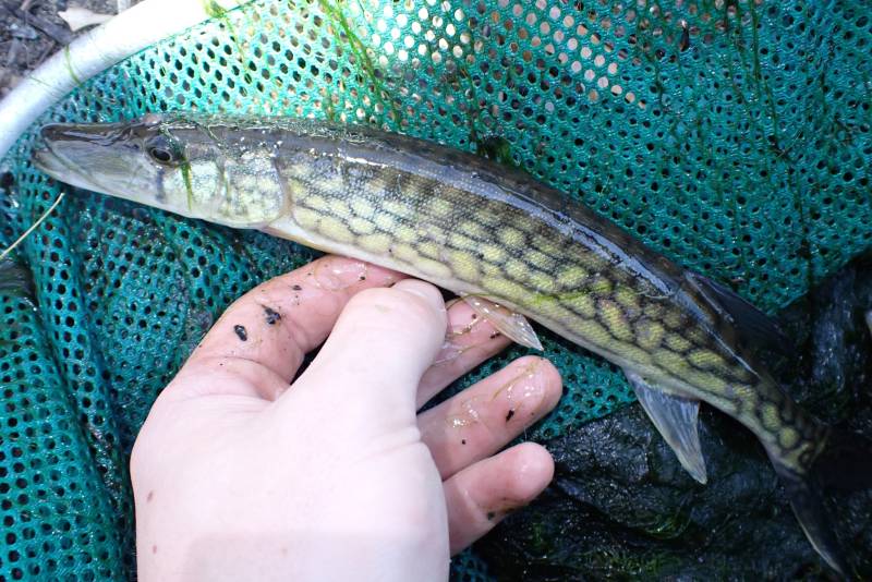 Chain pickerel in Englewood Cliffs