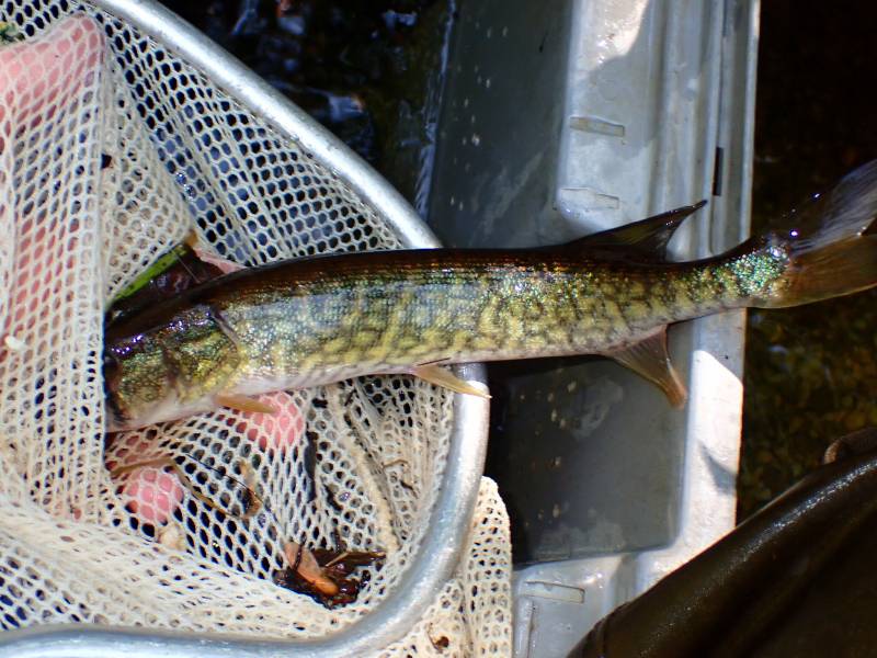Chain pickerel in Millstone