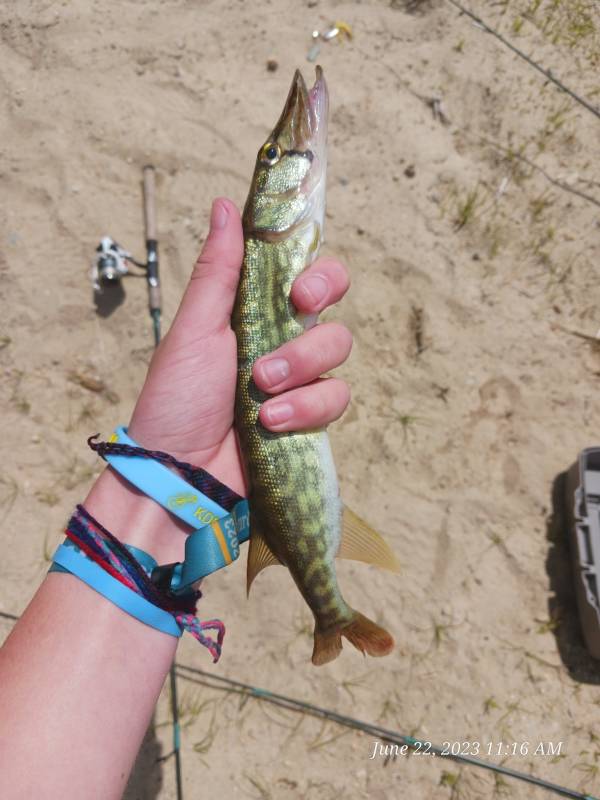 Chain pickerel in Quincy