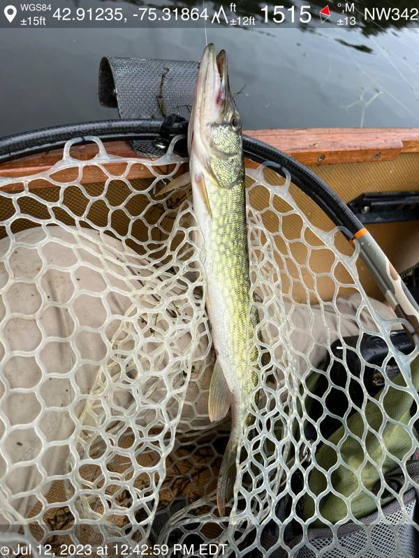 Chain pickerel in Village of Sylvan Beach