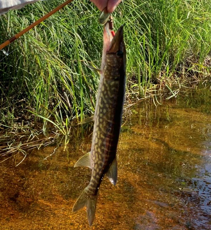 Chain pickerel in Maine