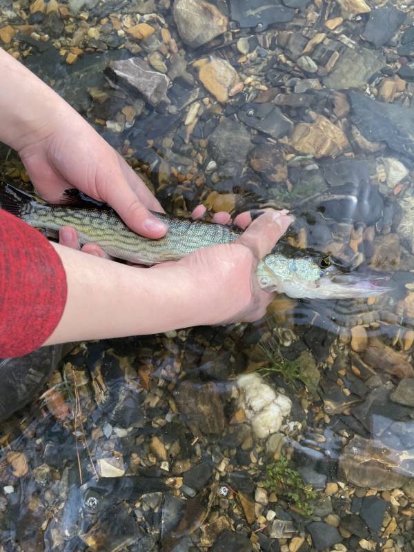 Chain pickerel in Hot Springs