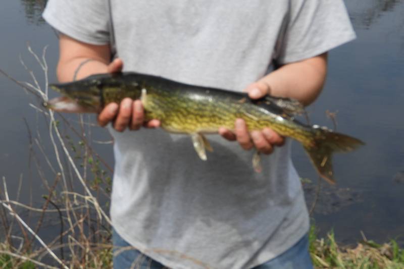 Chain pickerel in Kenton