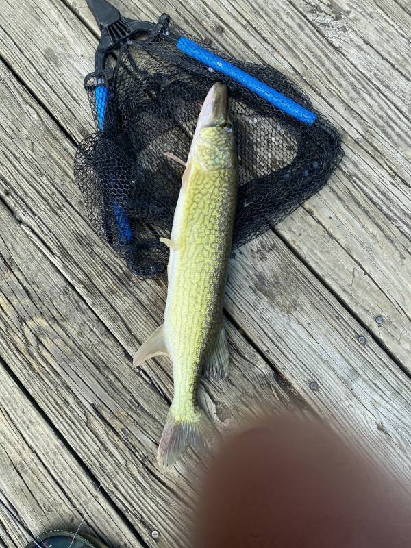 Chain pickerel in Hopewell