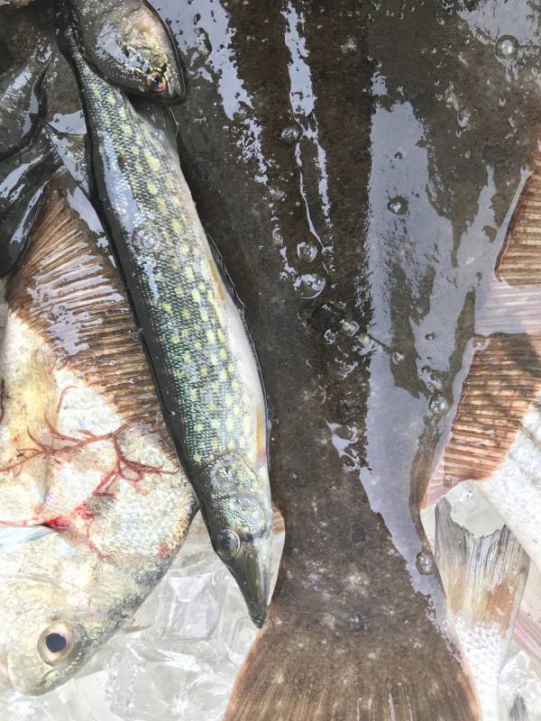 Chain pickerel in South Toms River