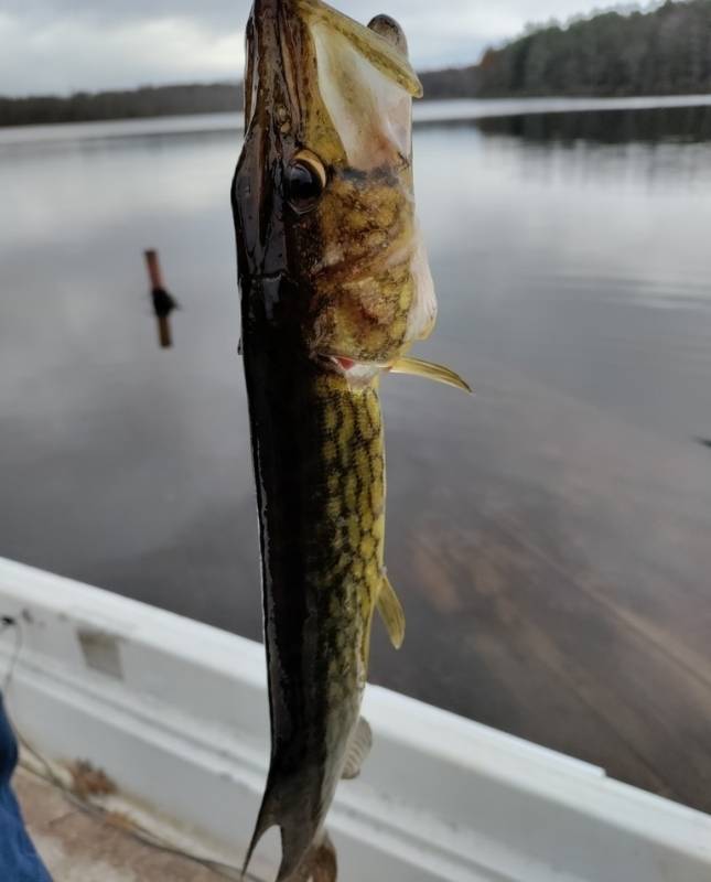 Chain pickerel in Wayne County