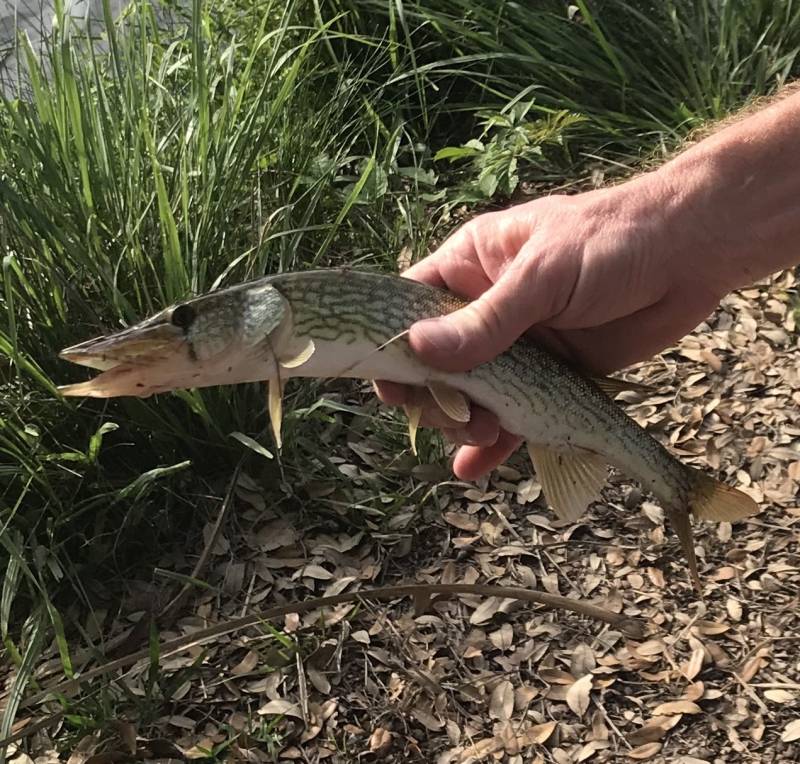 Chain pickerel in Texas