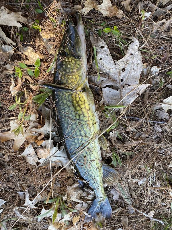Chain pickerel in Cambridge