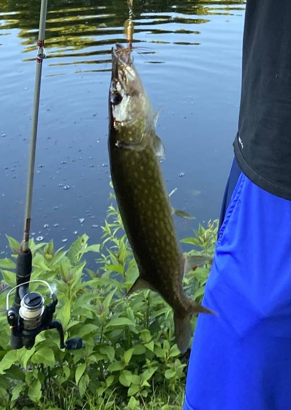 Chain pickerel in Cambridge