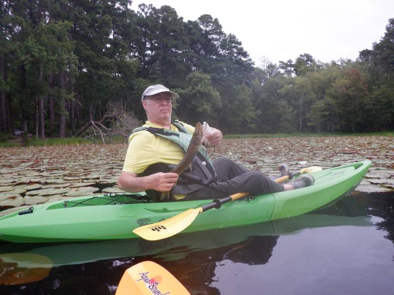 Chain pickerel in Linden