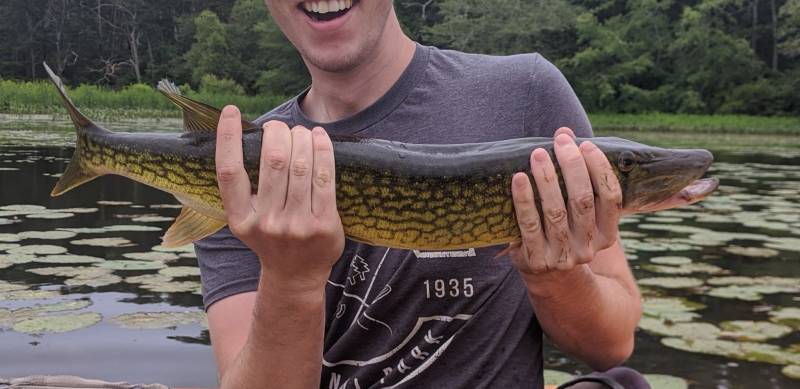 Chain pickerel in Massachusetts