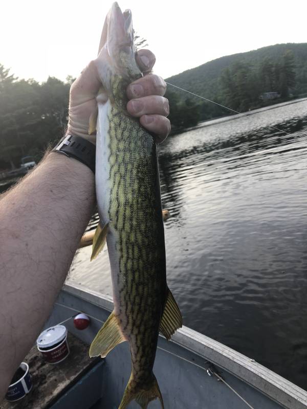 Chain pickerel in Village of Rouses Point
