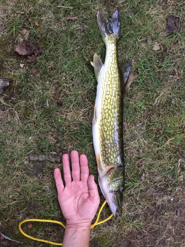 Chain pickerel in Village of Mayfield
