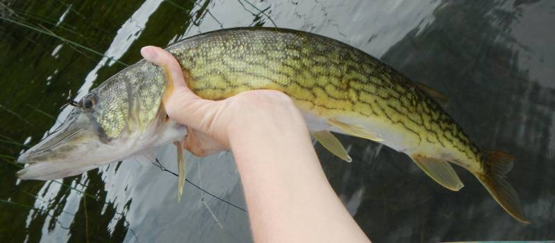 Chain pickerel in Auburn