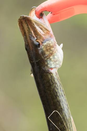 Chain pickerel in Hoboken