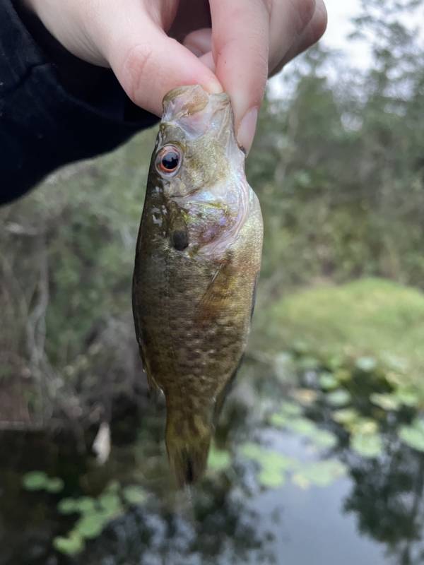 Warmouth in Belle Isle