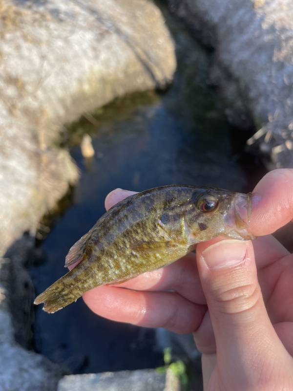 Warmouth in Belle Isle